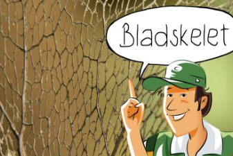 Doen in de klas / buiten: Bladskelet | groep 3-8