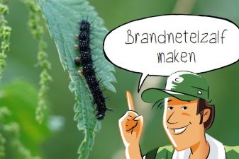 Doen in de klas: Brandnetelzalf maken | groep 5-8