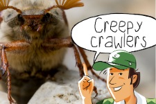 Buitenopdracht: Creepy Crawlers voor groep 1-8