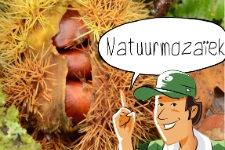 Buitenopdracht: Natuurmozaïek voor groep 5-8