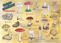 Paddenstoelen