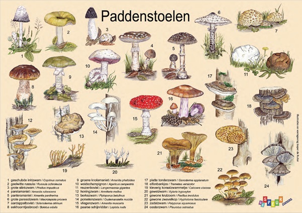 Paddenstoelen