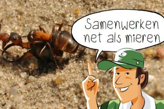 Buitenopdracht: Samenwerken als mieren | groep 5-8