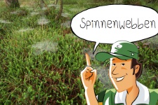 Buitenopdracht: Spinnenwebben voor groep 1-8