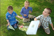 Kweekpakket Koolwitjes in de klas