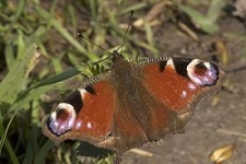 Lespakket Vlinders in je tuin
