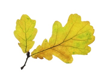 Werkboekje herfst - juf Shanna