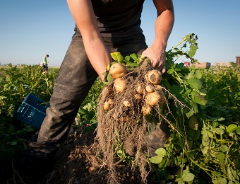 Opperdoezer Ronde aardappel