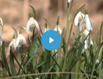 SchoolTV- lente