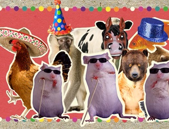 Carnaval der dieren